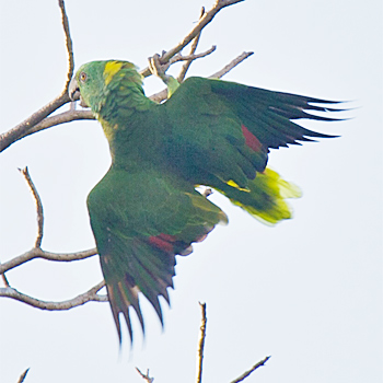 Yellow-naped Parrot