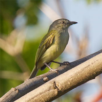 Yellow-olive Flycatcher