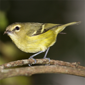Yellow-winged Vireo