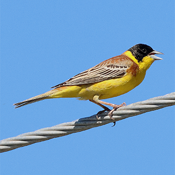 Black-headed Bunting