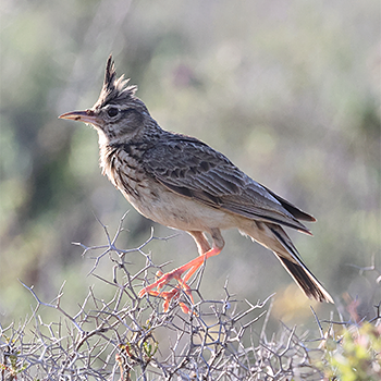 Crested Lark