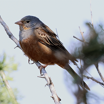 Cretzschmar's Bunting