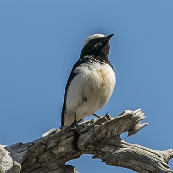 Cyprus Wheatear