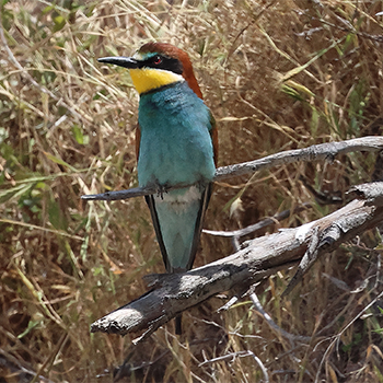 European Bee-eater