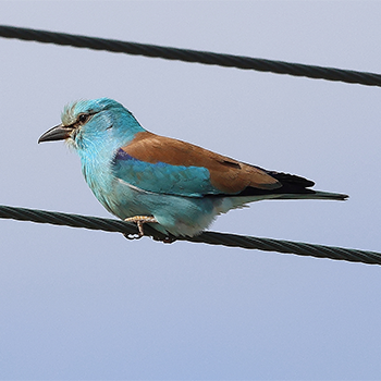 European Roller