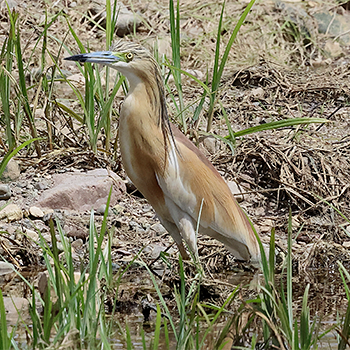 Squacco Heron