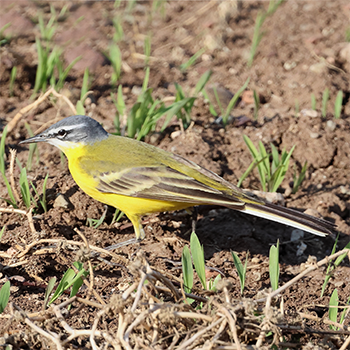 Western Yellow Wagtail (beema)