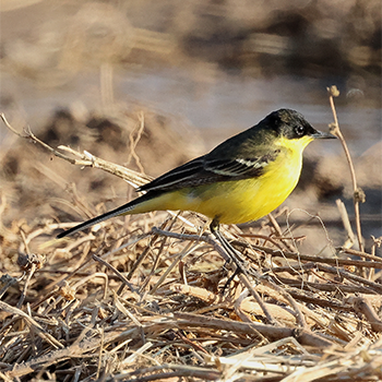 Western Yellow Wagtail (feldegg)