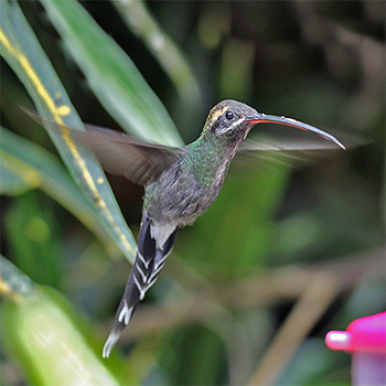 White-whiskered Hermit