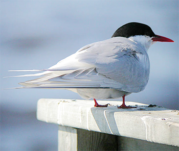 Arctic Tern