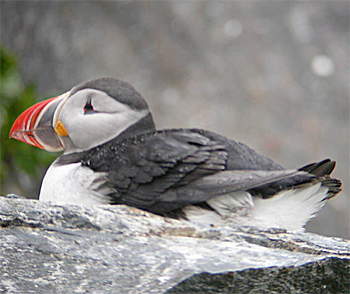 Atlantic Puffin