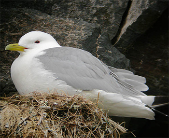Black-legged Kittiwake