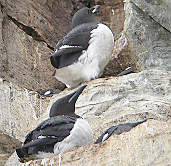Thick-billed Murre