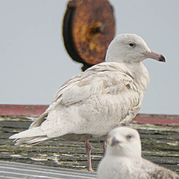 Glaucous Gull