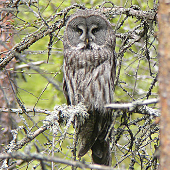 Great Grey Owl
