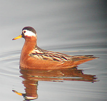 Red Phalarope