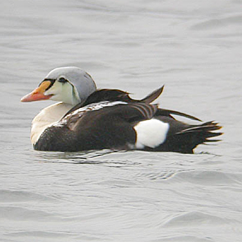 King Eider