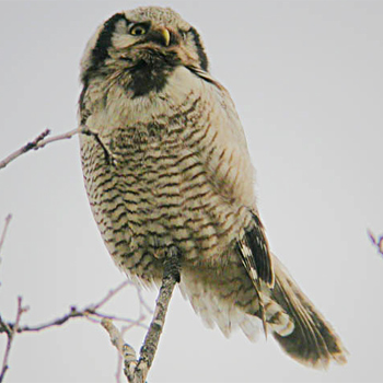 Northern Hawk Owl