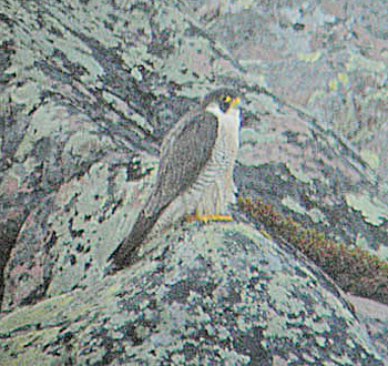 Peregrine Falcon