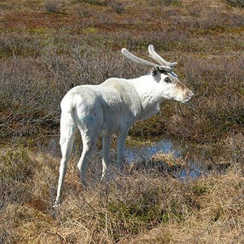 Reindeer