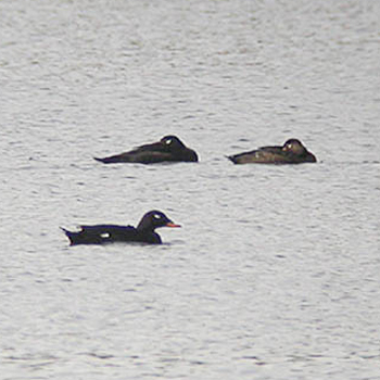 Velvet Scoters