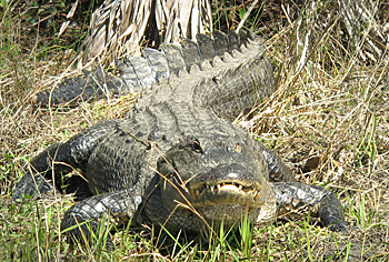 American Alligator