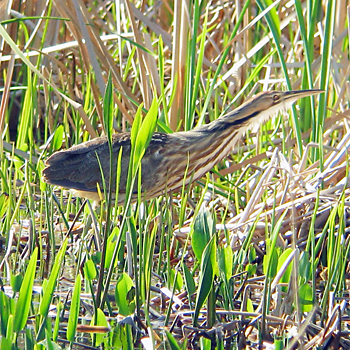 American Bittern
