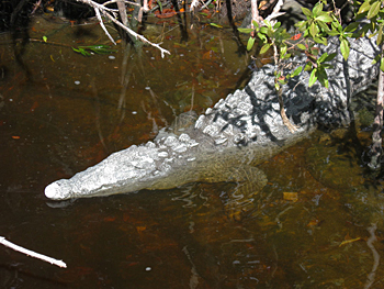 American Crocodile
