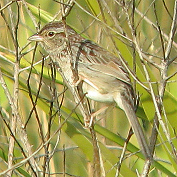 Bachman's Sparrow