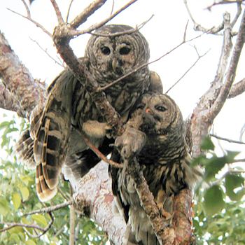Barred Owls