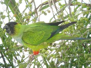 Black-hooded Parakeet