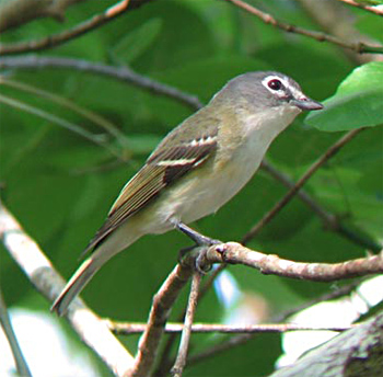 Blue-headed Vireo