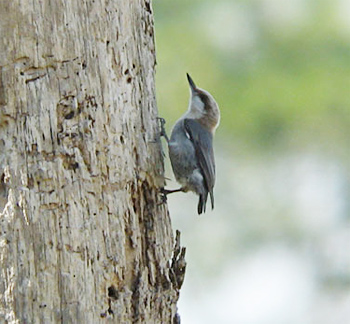 Brown-headed Nuthatch