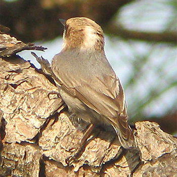 Brown-headed Nuthatch