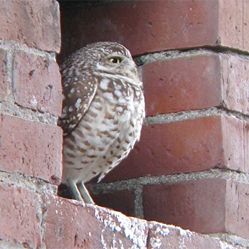 Burrowing Owl