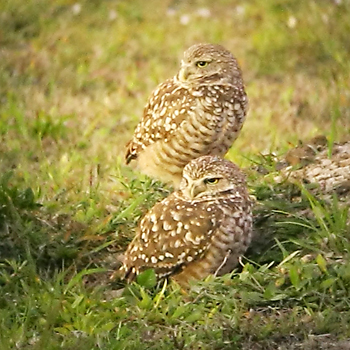 Burrowing Owls