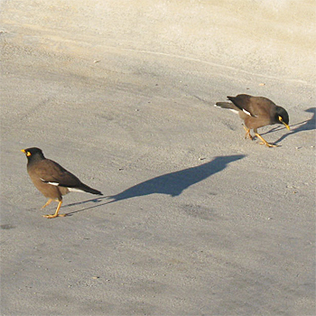 Common Mynas