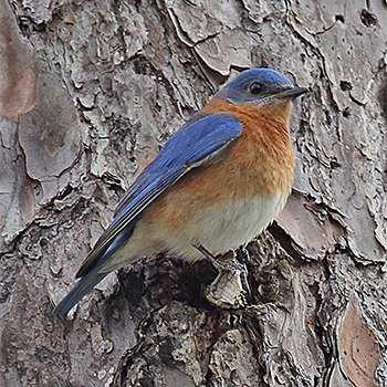 Eastern Bluebird