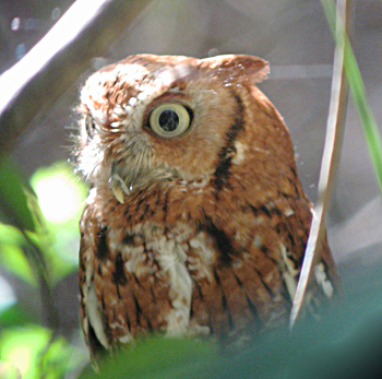 Eastern Screech-owl