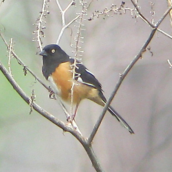 Eastern Towhee