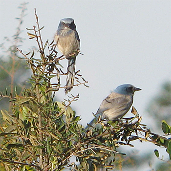 Florida Scrub-jays