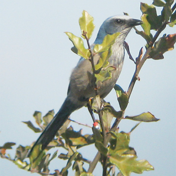 Florida Scrub-jay
