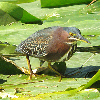 Green Heron