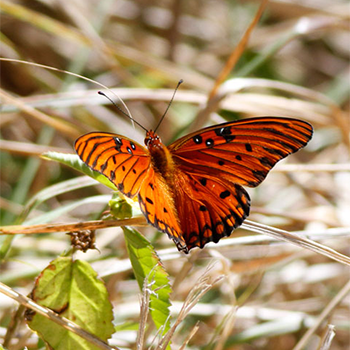Gulf Fritillary
