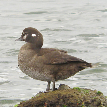 Harlequin Duck