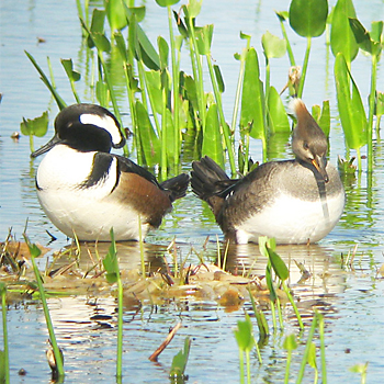 Hooded Mergansers