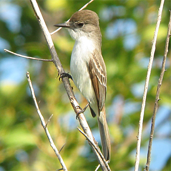 La Sagra's Flycatcher