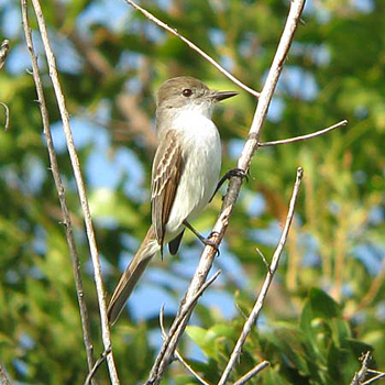La Sagra's Flycatcher