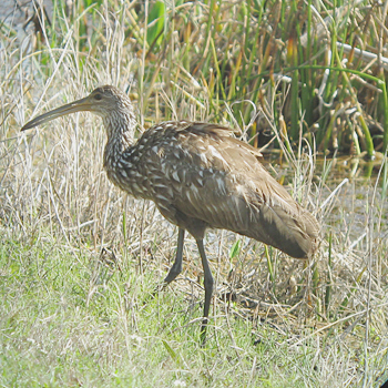 Limpkin