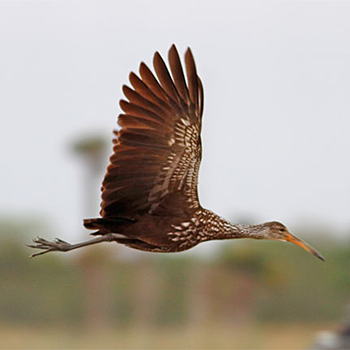 Limpkin